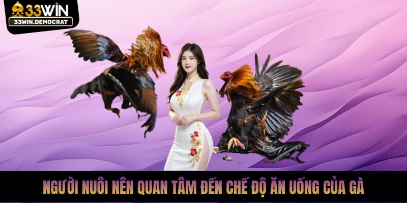 Người nuôi nên quan tâm đến chế độ ăn uống của gà