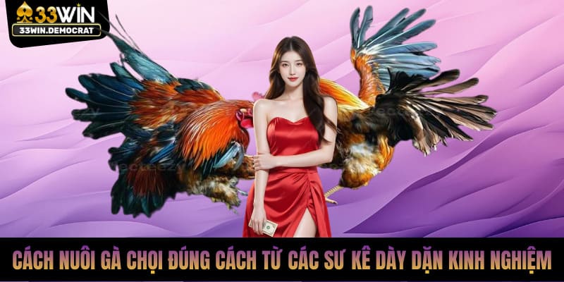 Cách nuôi gà chọi đúng cách từ các sư kê dày dặn kinh nghiệm