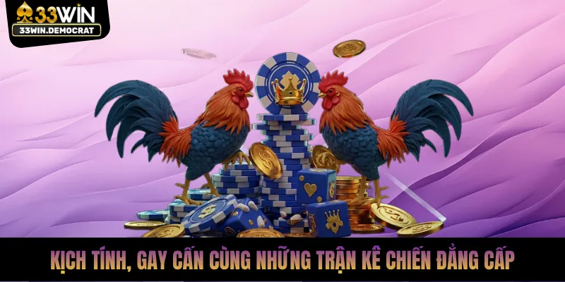 Kịch tính, gay cấn cùng những trận kê chiến đẳng cấp